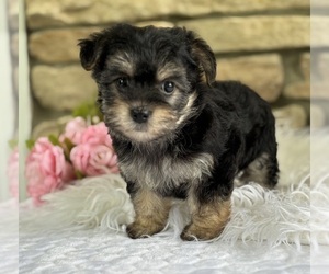 Morkie Puppy for sale in ROCK STREAM, NY, USA