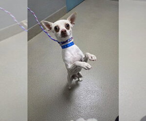 Chihuahua-Unknown Mix Dogs for adoption in Las Vegas, NV, USA