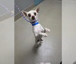 *HI-FIVE - Male Chihuahua-Unknown Mix Dog for Adoption - Small photo