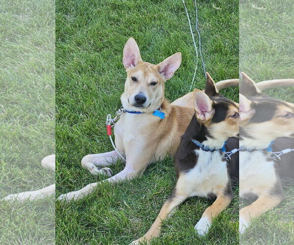 Medium Photo #1 Huskies -Labrador Retriever Mix Puppy For Sale in Plainfield, IL, USA