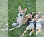 Small Huskies -Labrador Retriever Mix