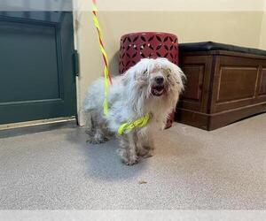 Maltese-Poodle (Toy) Mix Dogs for adoption in Pasadena, CA, USA