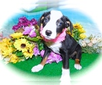 Small Photo #5 Jack-Rat Terrier-Unknown Mix Puppy For Sale in HAMMOND, IN, USA