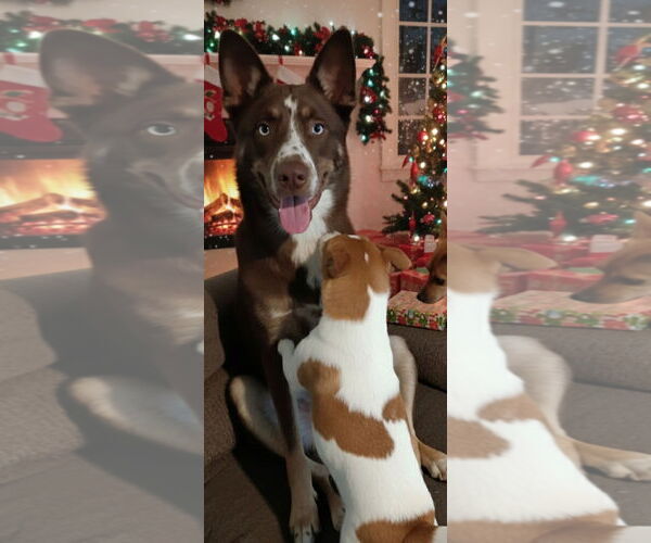 Medium Photo #9 Australian Kelpie-Australian Shepherd Mix Puppy For Sale in McKinney, TX, USA