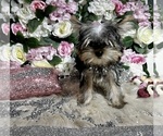 Small Photo #19 Yorkshire Terrier Puppy For Sale in HAYWARD, CA, USA