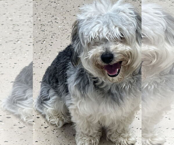 Medium Photo #1 Bichon Frise-Unknown Mix Puppy For Sale in Albemarle, NC, USA