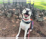 Small #3 Labrador Retriever Mix