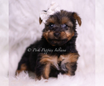 Small Photo #53 Yorkshire Terrier Puppy For Sale in WARSAW, IN, USA