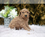 Small Photo #10 Poodle (Standard) Puppy For Sale in NAPPANEE, IN, USA