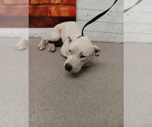 Mutt Dogs for adoption in San Bernardino, CA, USA