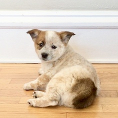 Cowboy Corgi Puppy for sale in STURGIS, MI, USA