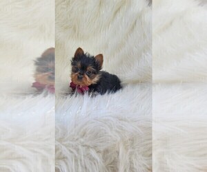 Yorkshire Terrier Puppy for sale in INDIANAPOLIS, IN, USA