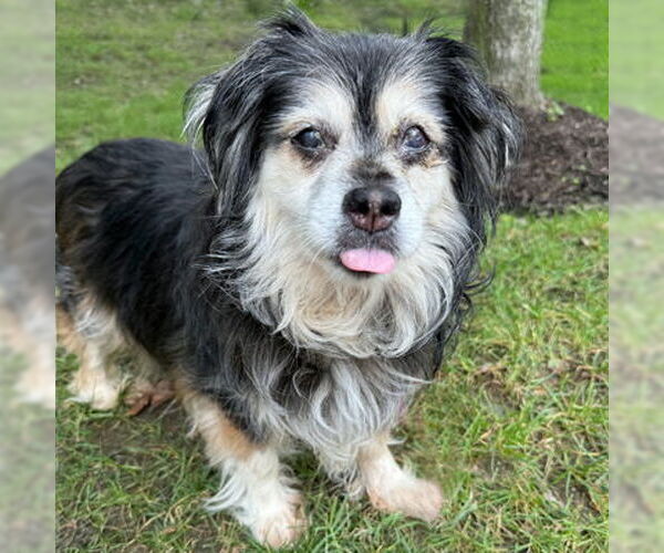 Medium Photo #8 Cocker Spaniel-Pembroke Welsh Corgi Mix Puppy For Sale in Arlington, VA, USA