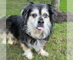 Small #7 Cocker Spaniel-Pembroke Welsh Corgi Mix
