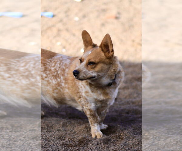 Medium Photo #6 Pembroke Welsh Corgi-Unknown Mix Puppy For Sale in Webster, WI, USA