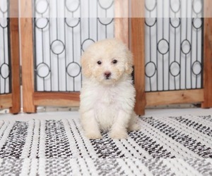 Poodle (Toy) Puppy for sale in NAPLES, FL, USA