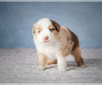 Puppy 3 Miniature Australian Shepherd