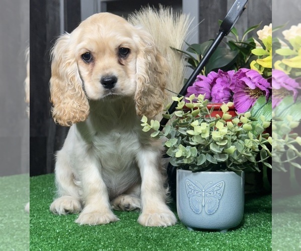 Medium Photo #3 Cocker Spaniel Puppy For Sale in CANOGA, NY, USA