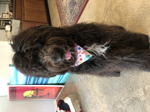 Medium Photo #1 Goldendoodle-Sheepadoodle Mix Puppy For Sale in FORT WORTH, TX, USA