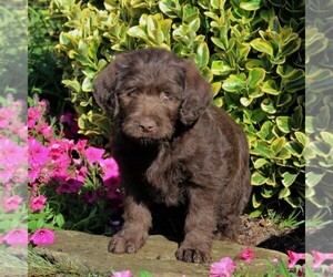 Labradoodle Puppy for sale in NEW PROVIDENCE, PA, USA