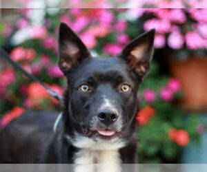 Border Collie-Mountain Cur Mix Dogs for adoption in Cookeville, TN, USA