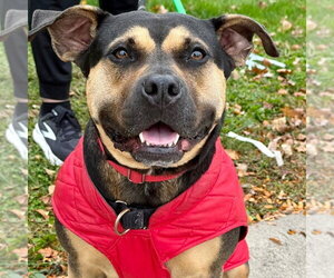 Molly - Female Mutt Dog for Adoption - Photo #24