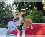 Small #4 Pembroke Welsh Corgi