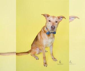 Medium German Shepherd Dog Mix