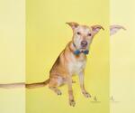 Small German Shepherd Dog Mix