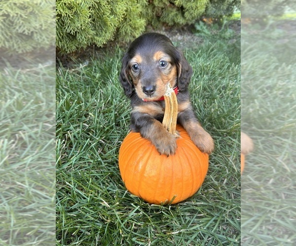 Medium Photo #1 Dachshund Puppy For Sale in MIDDLEBURY, IN, USA