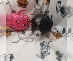 Small Photo #14 Bernedoodle (Miniature) Puppy For Sale in DANVILLE, IN, USA