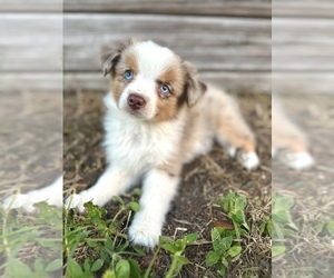 Miniature Australian Shepherd Litter for sale in ORLANDO, FL, USA