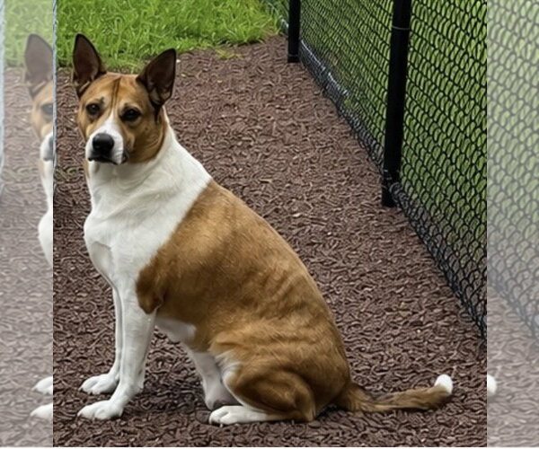 Medium Photo #3 Mutt Puppy For Sale in Walnutport, PA, USA