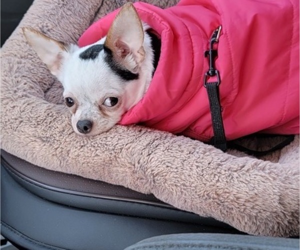 Medium Photo #1 Chihuahua Puppy For Sale in AMESBURY, MA, USA