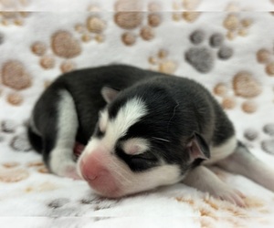 Siberian Husky Puppy for sale in COLUMBUS, NE, USA