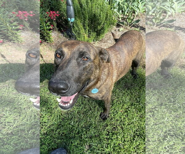 Medium Photo #3 Holland Shepherd-Unknown Mix Puppy For Sale in Rockaway, NJ, USA