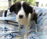 Small #1 Mutt