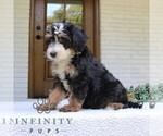Small #3 Bernedoodle (Miniature)
