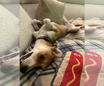 Small #2 German Shepherd Dog Mix