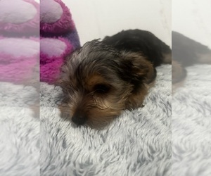 Yorkshire Terrier Puppy for sale in MARTIN, GA, USA