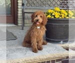 Small #1 Goldendoodle