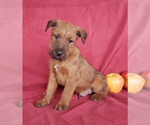 Irish Terrier Puppy for sale in WATERLOO, NY, USA