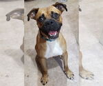 Small #5 Boxer
