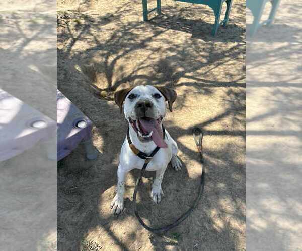 Medium Photo #3 Mutt Puppy For Sale in Evansville, IN, USA