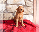 Small Photo #1 Goldendoodle-Poodle (Standard) Mix Puppy For Sale in EAST EARL, PA, USA