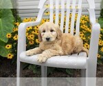 Small Photo #8 Goldendoodle Puppy For Sale in SEBRING, OH, USA