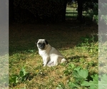 Small Photo #2 Pug Puppy For Sale in BREEZY POINT, MN, USA