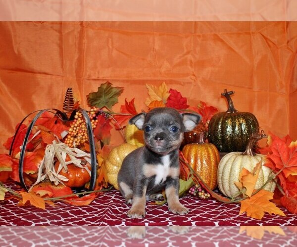 Medium Photo #42 Chihuahua Puppy For Sale in CHARLESTON, AR, USA
