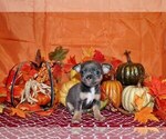 Puppy Harrington Chihuahua