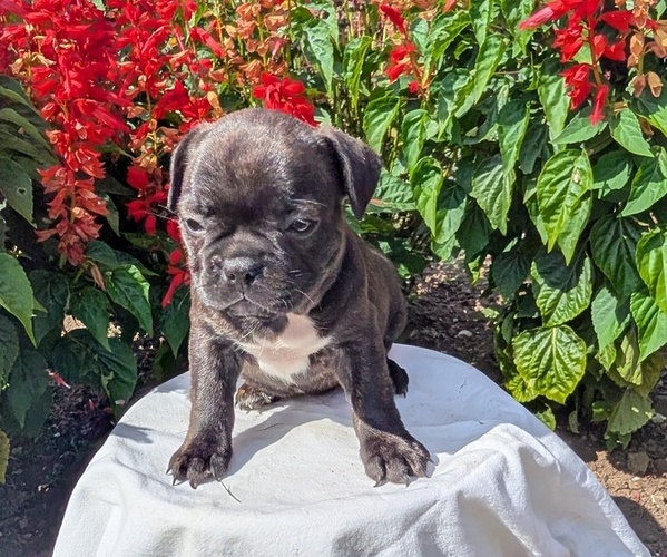 Medium Photo #61 Faux Frenchbo Bulldog Puppy For Sale in GOSHEN, IN, USA